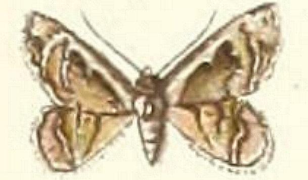 Micraeschus rufipallens
