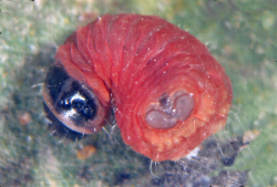 Coccidiphaga scitula