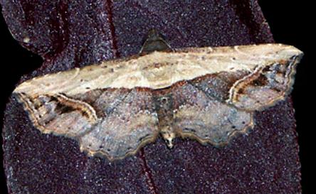 Zagira stragulata