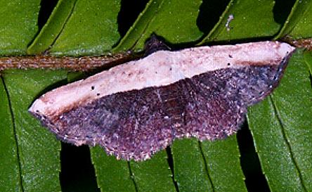 Zagira stragulata