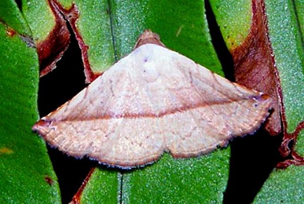 Autoba versicolor