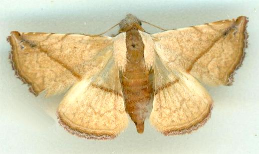 Autoba versicolor