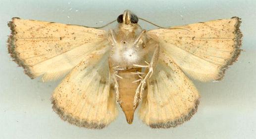 Autoba versicolor