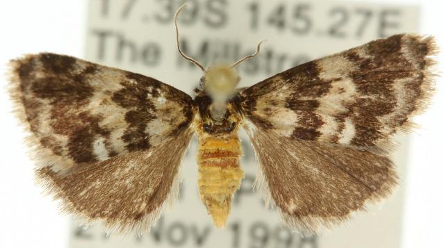 Habrophyes xuthosoma