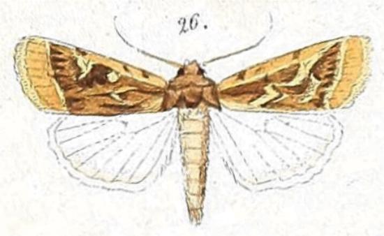 Proteuxoa angasi
