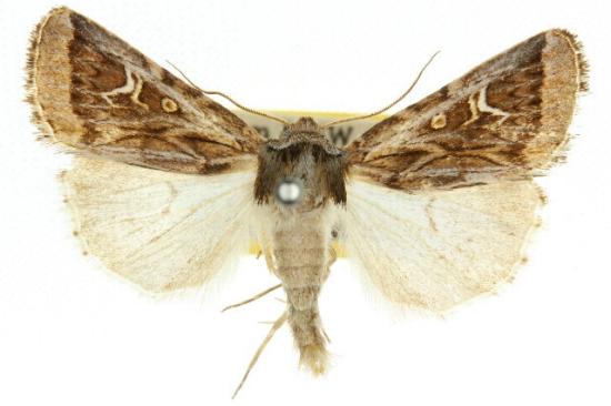 Proteuxoa angasi