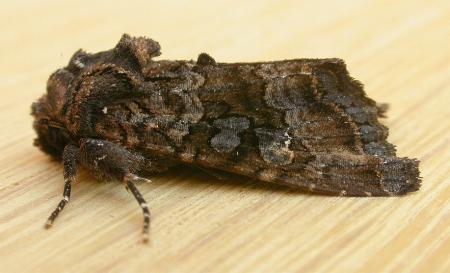 Neumichtis archephanes