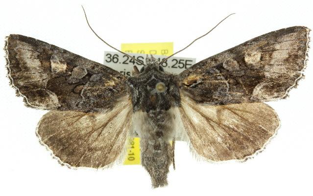 Neumichtis archephanes