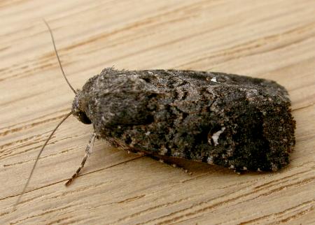 Proteuxoa bistrigula