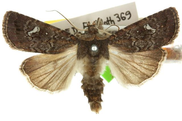 Proteuxoa bistrigula