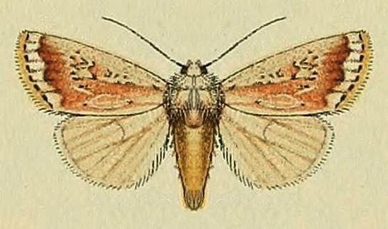 Proteuxoa callimera