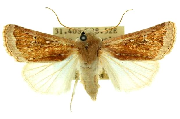 Proteuxoa callimera