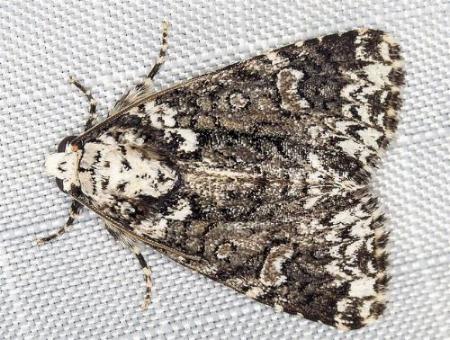Thalatha chionobola