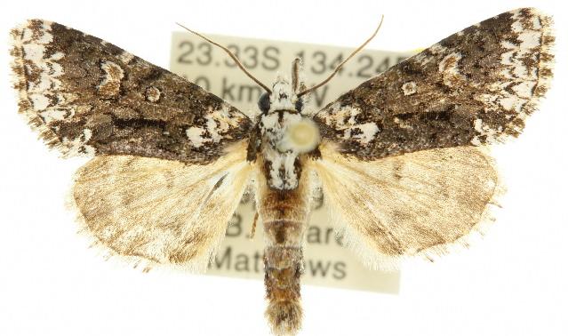 Thalatha chionobola