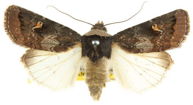Proteuxoa cinereicollis