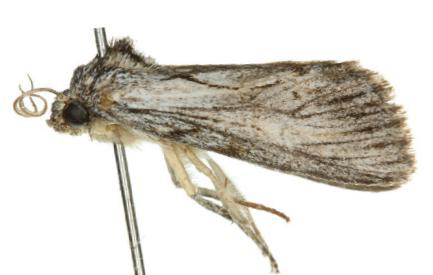Calophasidia dentifera