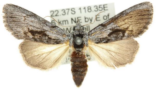 Calophasidia dentifera