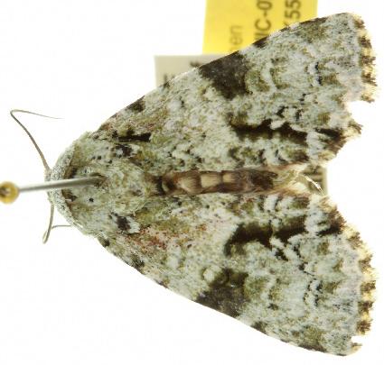 Acronicta dinawa