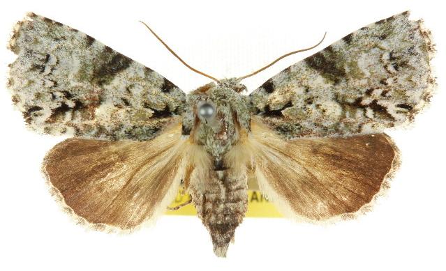 Acronicta dinawa