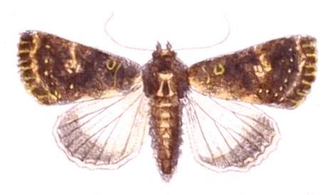 Condica dolorosa