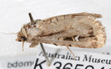 Proteuxoa euchroa