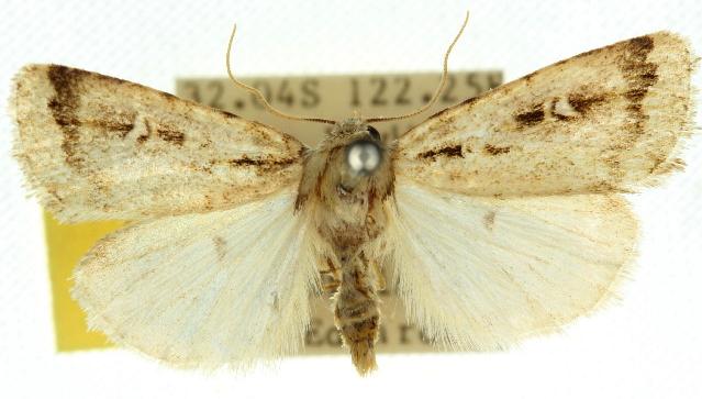Proteuxoa euchroa