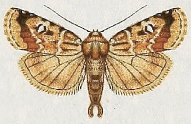 Proteuxoa euchroa