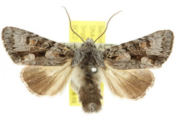 Neumichtis expulsa