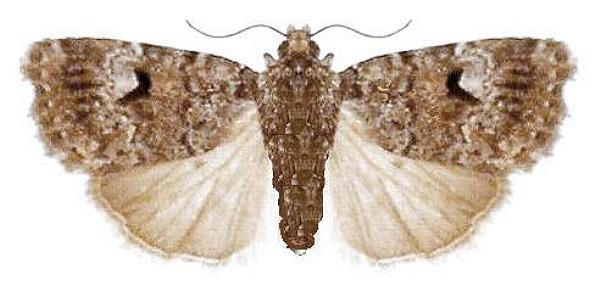 Thoracolopha flexirena