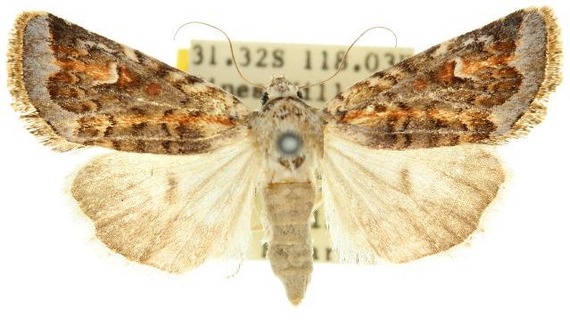Proteuxoa florescens