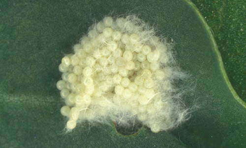Spodoptera frugiperda