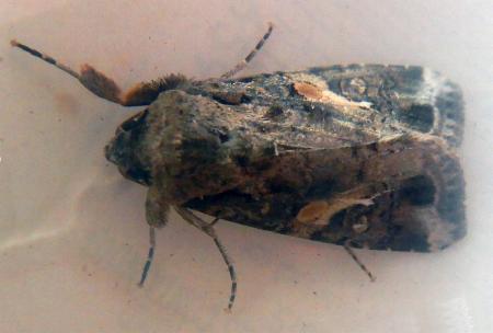 Spodoptera frugiperda