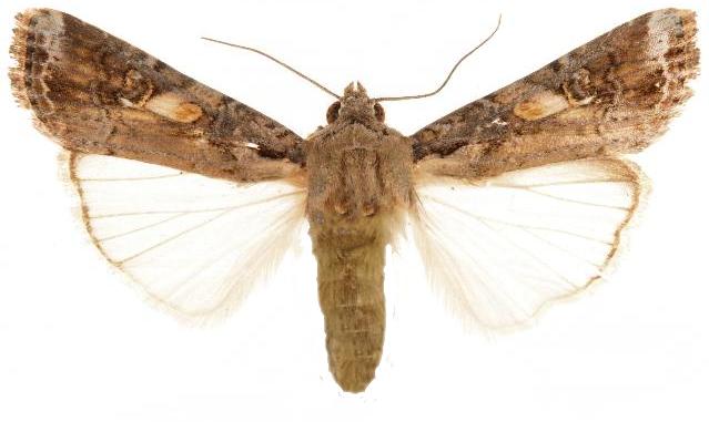 Spodoptera frugiperda