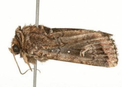 Proteuxoa hydraecioides
