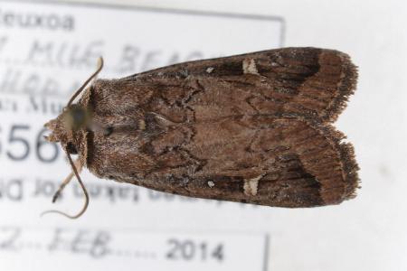 Proteuxoa hydraecioides