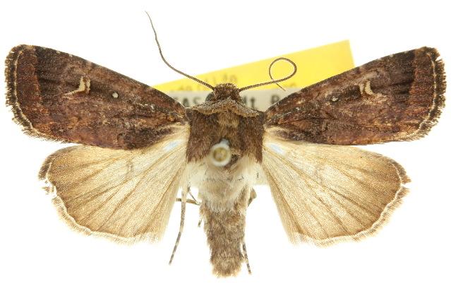 Proteuxoa hydraecioides