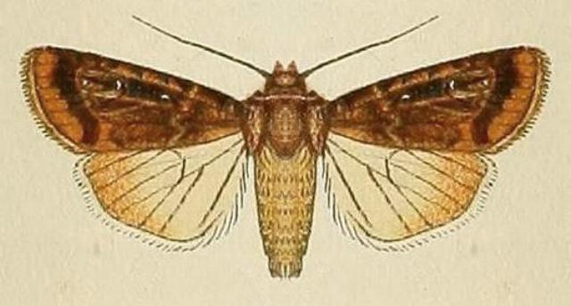 Proteuxoa hydraecioides