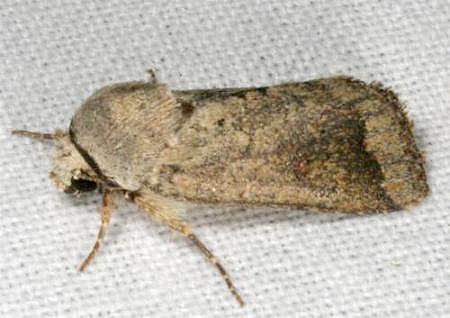 Proteuxoa leptochroa