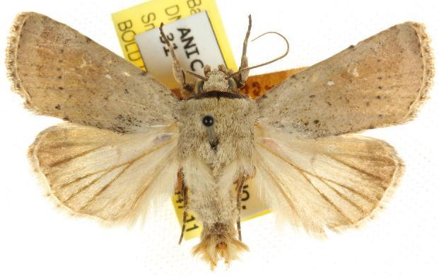 Proteuxoa leptochroa