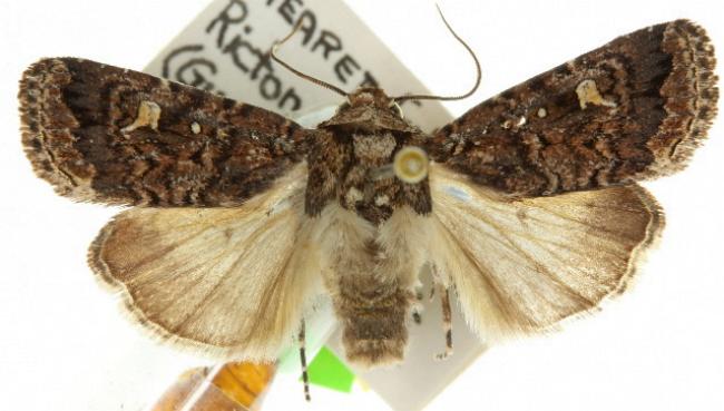Proteuxoa marginalis