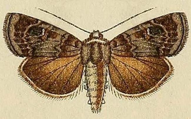 Proteuxoa marginalis