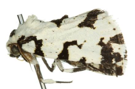Thalatha melaleuca