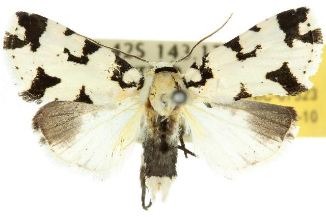 Thalatha melaleuca