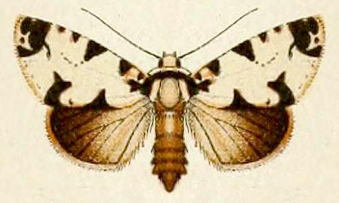 Thalatha melaleuca