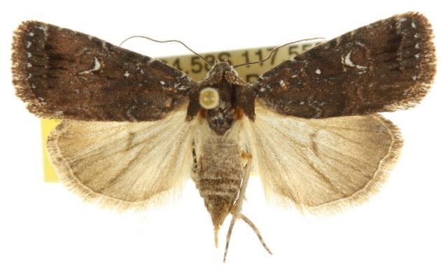 Thoracolopha melanographa
