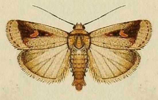 Proteuxoa mesombra