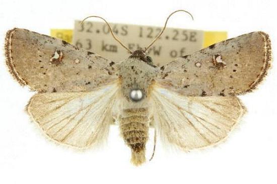 Proteuxoa metaneura