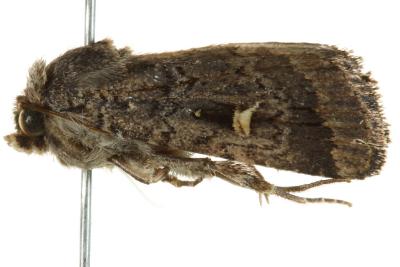 Proteuxoa microspila