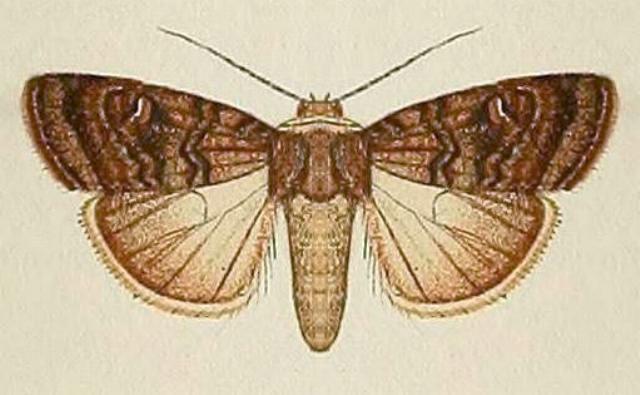 Proteuxoa microspila