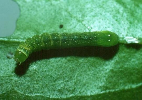 Neumichtis nigerrima